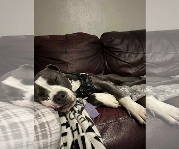 Medium Photo #2 American Pit Bull Terrier Puppy For Sale in Uwchlan, PA, USA