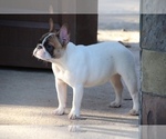 Small Photo #11 French Bulldog Puppy For Sale in KATY, TX, USA