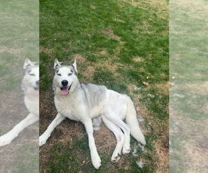 Labsky Dogs for adoption in Carrollton, TX, USA