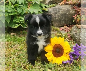 Miniature Australian Shepherd Puppy for sale in SANDOWN, NH, USA