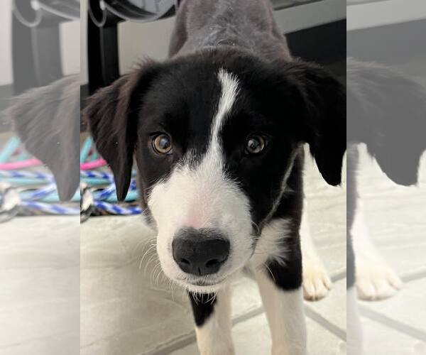 Medium Photo #14 Border Collie Puppy For Sale in Highland, IL, USA