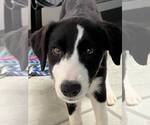 Small #13 Border Collie