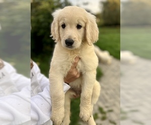 Golden Retriever Puppy for sale in SOUTHBURY, CT, USA