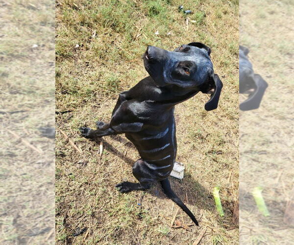 Medium Photo #3 Great Dane-Labrador Retriever Mix Puppy For Sale in Bullard, TX, USA