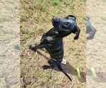 Small #2 Great Dane-Labrador Retriever Mix