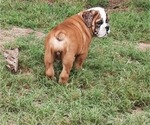 Small Photo #17 Bulldog Puppy For Sale in GREEN FOREST, AR, USA