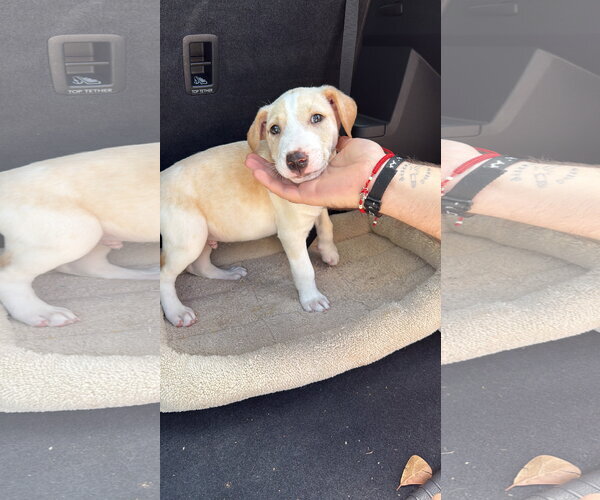 Medium Photo #3 Labrador Retriever-Unknown Mix Puppy For Sale in The Woodlands, TX, USA