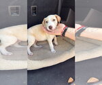 Small #2 Labrador Retriever Mix
