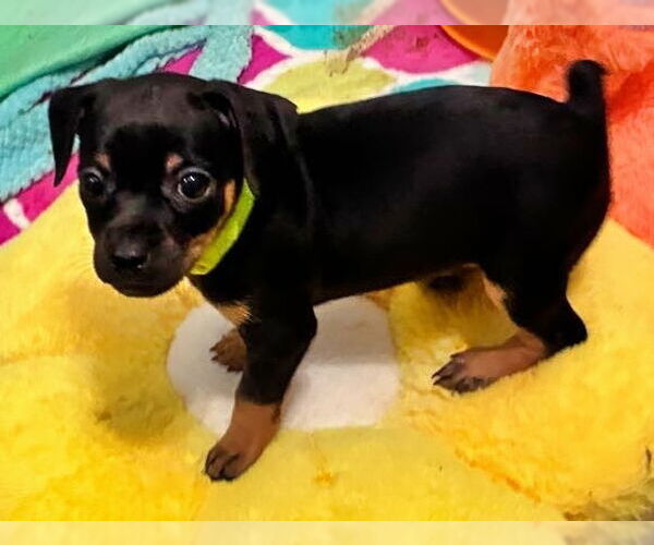 Medium Photo #3 Chiweenie Puppy For Sale in Minneapolis, MN, USA