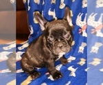 Small Photo #9 French Bulldog Puppy For Sale in N CHESTERFLD, VA, USA