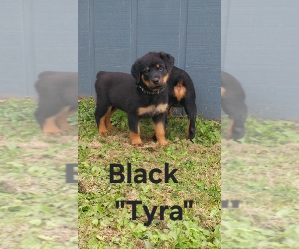 Medium Photo #4 Rottweiler Puppy For Sale in DANVILLE, IL, USA
