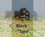 Small #3 Rottweiler