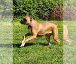 Small #2 Boxer