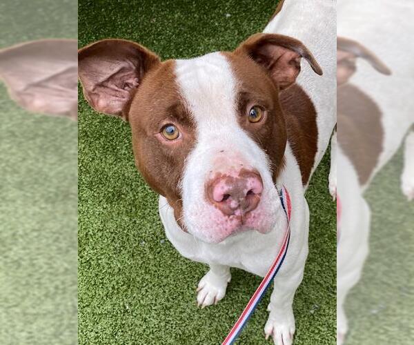 Medium Photo #1 American Pit Bull Terrier-Unknown Mix Puppy For Sale in Fayetteville, NC, USA