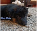 Small Photo #4 German Shepherd Dog Puppy For Sale in LACEY, WA, USA