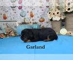 Small #4 Cavalier King Charles Spaniel
