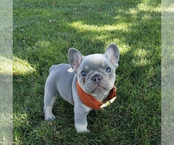 Medium Photo #1 French Bulldog Puppy For Sale in NEWBERN, TN, USA
