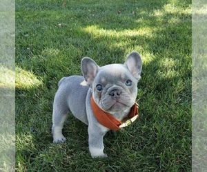 French Bulldog Puppy for sale in NEWBERN, TN, USA