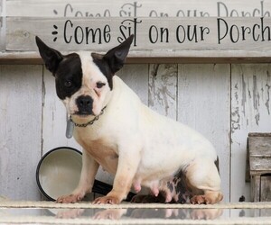 Faux Frenchbo Bulldog Puppy for sale in FREDERICKSBG, OH, USA