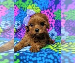 Small Photo #6 Cavapoo Puppy For Sale in QUARRYVILLE, PA, USA