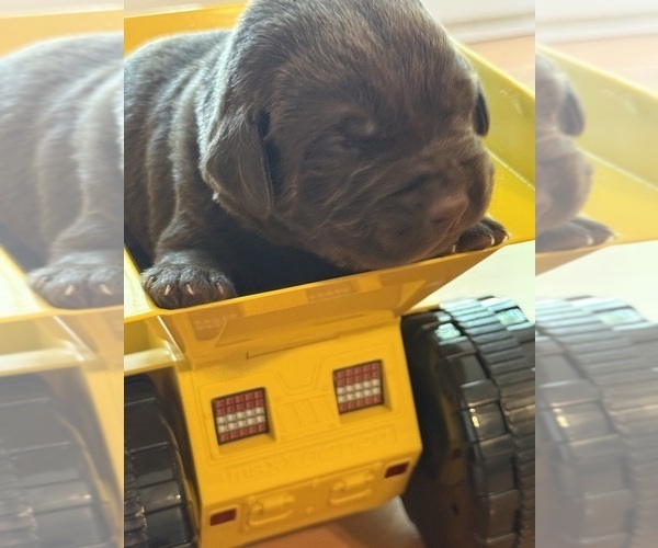 Medium Photo #7 Labrador Retriever Puppy For Sale in CLINTWOOD, VA, USA
