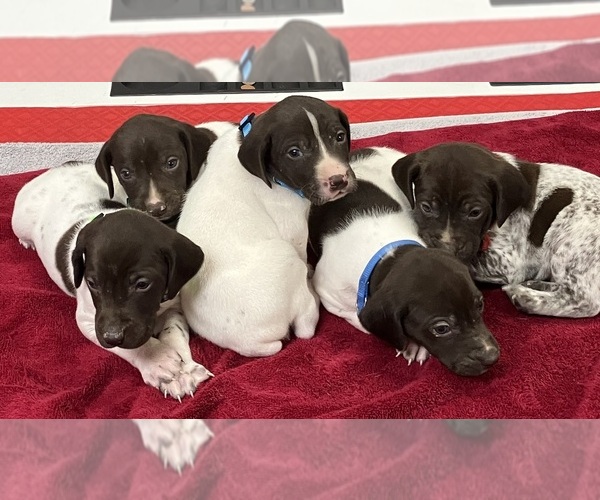 Medium Photo #1 German Shorthaired Pointer Puppy For Sale in PAULDING, OH, USA