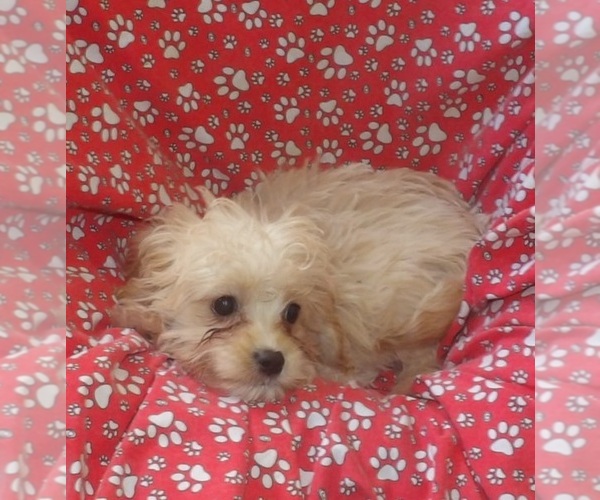 Medium Photo #2 Cavachon Puppy For Sale in PATERSON, NJ, USA