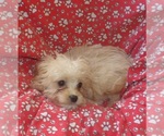 Small #1 Cavachon