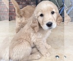 Small #4 Golden Retriever