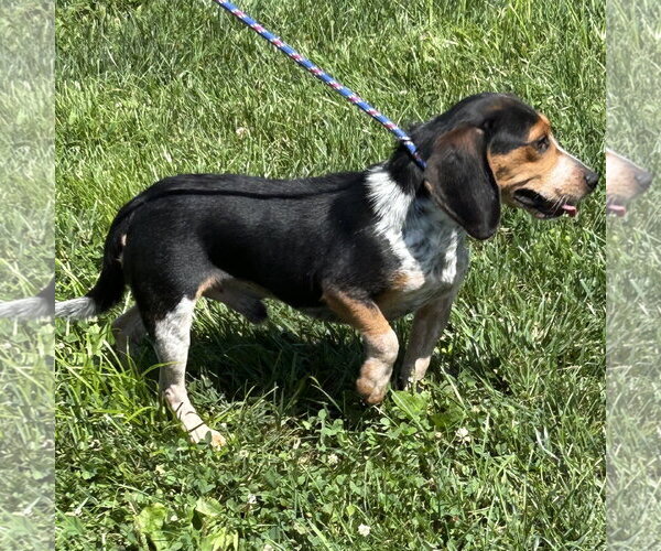 Medium Photo #2 Beagle Puppy For Sale in Batavia, OH, USA