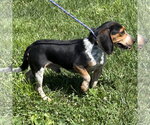 Small #1 Beagle
