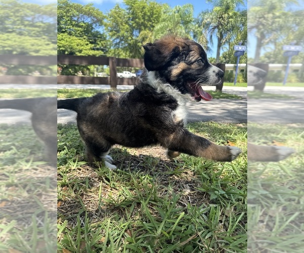 Medium Photo #1 Saint Berdoodle Puppy For Sale in MIAMI, FL, USA