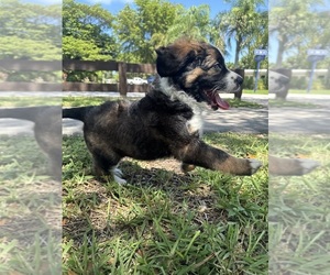 Saint Berdoodle Dogs for adoption in MIAMI, FL, USA