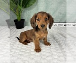 Small #2 Dachshund
