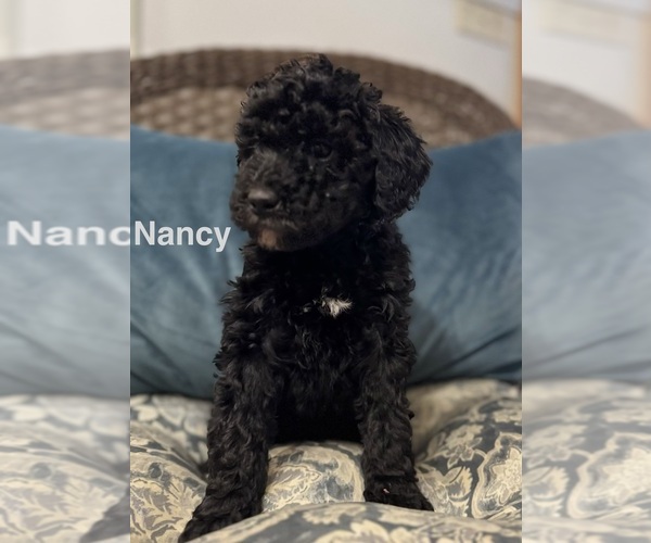 Medium Photo #3 Bernedoodle (Miniature) Puppy For Sale in PAXTON, IL, USA