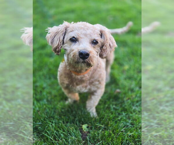 Medium Photo #5 Dachshund-Unknown Mix Puppy For Sale in Sandy, UT, USA
