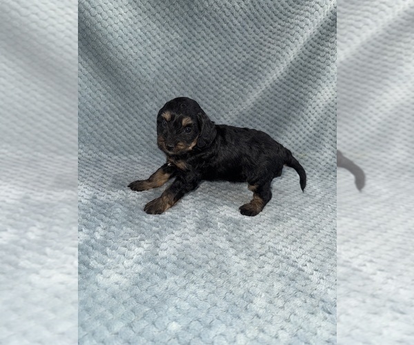 Medium Photo #46 Cavapoo mix (+ Poodle Miniature) Puppy For Sale in MUNFORDVILLE, KY, USA