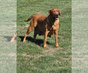 Mother of the Labrador Retriever puppies born on 09/10/2025
