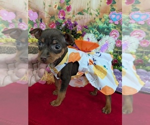 Miniature Pinscher Puppy for sale in HAMMOND, IN, USA