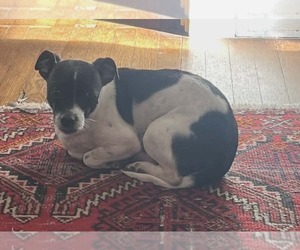 Mutt Dogs for adoption in Candler, NC, USA