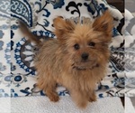 Puppy Nala Yoranian