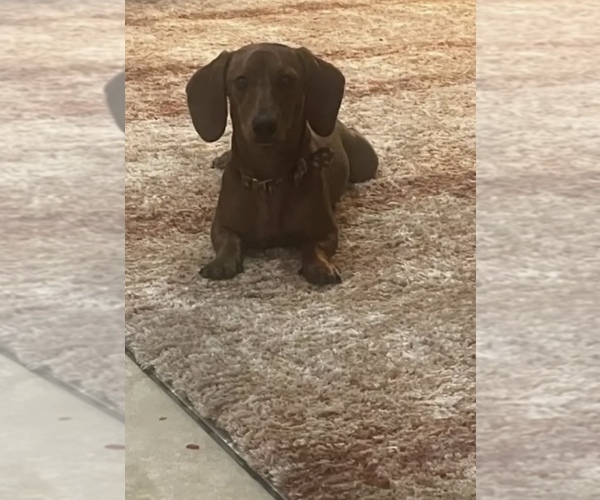 Medium Photo #1 Chiweenie Puppy For Sale in HOUSTON, TX, USA