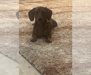 Mother of the Chiweenie puppies born on 10/05/2025