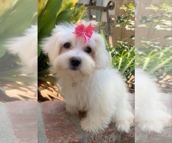Medium Photo #1 Maltipoo Puppy For Sale in RANCHO CALIFORNIA, CA, USA