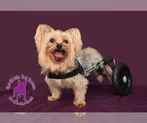 Harrison on Wheels - Male Mutt Dog for Adoption - Photo #4