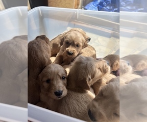 Golden Retriever Puppy for sale in ARBUCKLE, CA, USA