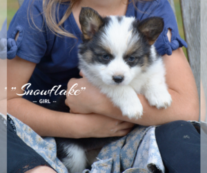 Pembroke Welsh Corgi Puppy for sale in BATTLE CREEK, MI, USA