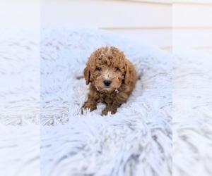 Goldendoodle (Miniature) Puppy for sale in ORLANDO, FL, USA