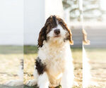 Small Photo #15 Springerdoodle Puppy For Sale in NAPPANEE, IN, USA