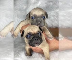 French Bulldog Puppy for sale in BOSTON, MA, USA